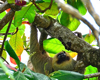 two toed sloth-- sleeping 18 hours of the day