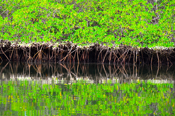 Salt-tolerant Whaige Mangrove