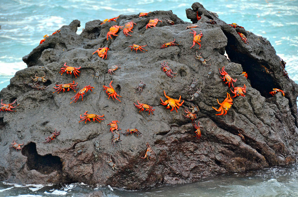 Crabs are found everywhere in the Galapagos