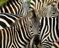 Tanzania: The Serengeti