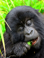 Rwanda: Gorilla Trekking