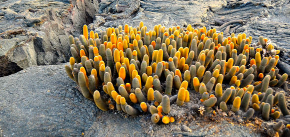 Lava Cactus, a pioneer plant of bare lava