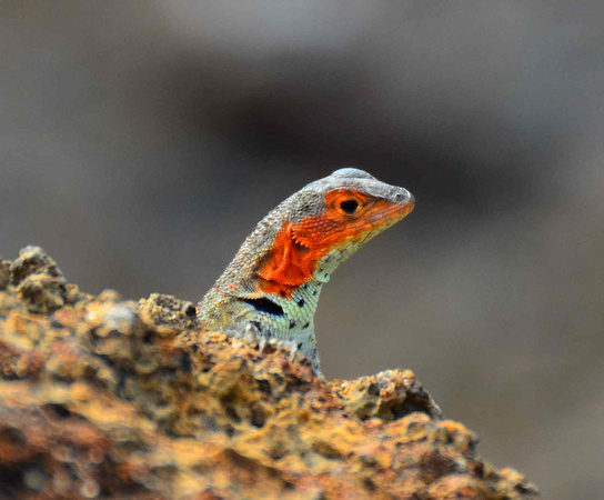 Female Lava Lizard show varying degress of red on their throats