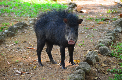 peccaries -- wild pigs looking aggressive with its raised fur and grinding of their mandible