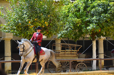 Andalusian Horse Show at the Royal Stables in Cordoba