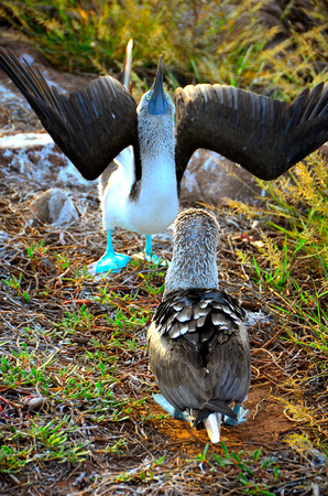 The Blue footed Booby male dances showing off his bright blue feet to attract a mate