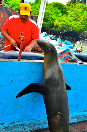 A sea lion getting fish scraps at the market