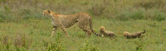 Cheetah and cubs