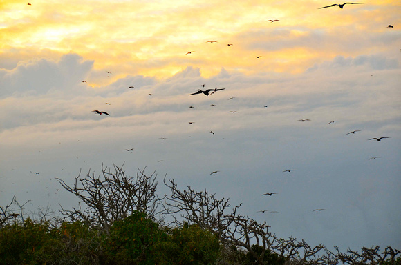 North Seymour Island -- a bird sanctuary