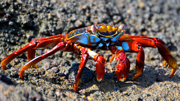 A colorful adult Sally Lightfoot Crab