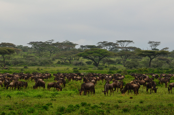 Migration of Wildebeest