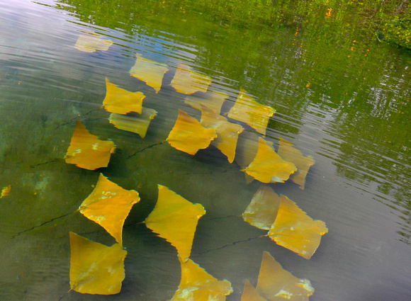 Golden-cow nosed Rays swim together